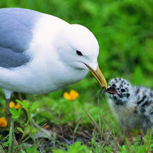 Load image into Gallery viewer, 加购-4